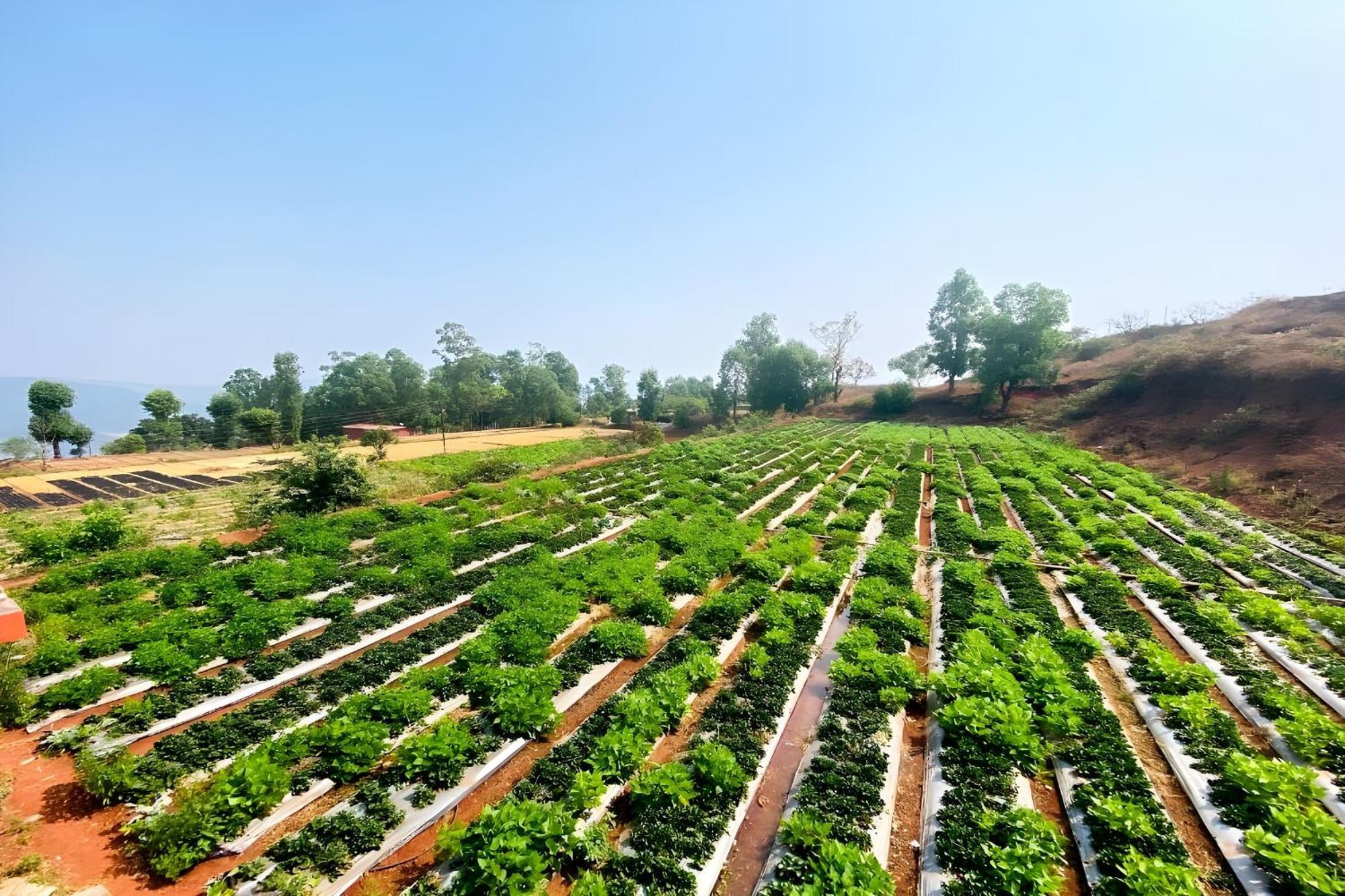 Greenland Stay Mahabaleshwar Exterior photo